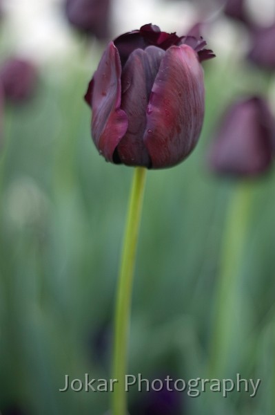 Floriade 2004 0038-2.jpg